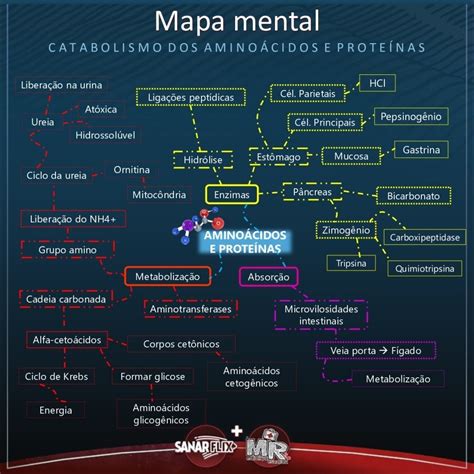 Metabolismo De Aminoacidos Mind Map