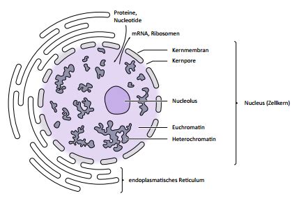 Bau Und Funktion Der Zellorganellen Karteikarten Quizlet