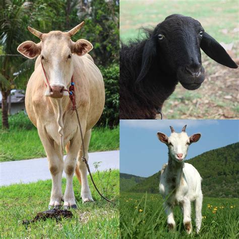 Dairy Trio (Cow + Goat + Sheep) - Asha Partners