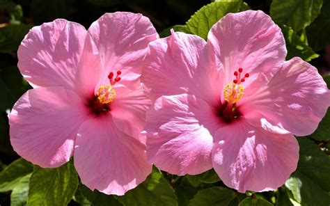 Pink Hibiscus Flower Growing Stunning Hibiscus Flowers With Care • Care For Plant