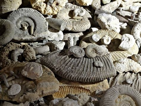 Fossils, Ammonite, Fossil