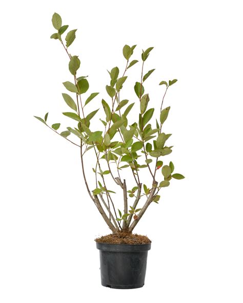 Aronia Amit De 80 100cm La Ghiveci 2 3L Plantland Ro