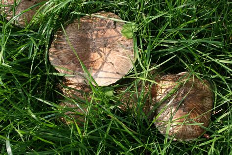 Agaricus Subperonatus The Ultimate Mushroom Guide