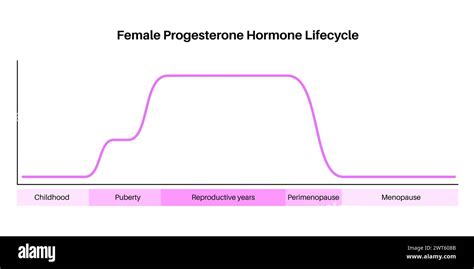 Female Progesterone Hormone Lifecycle Illustration Progesterone