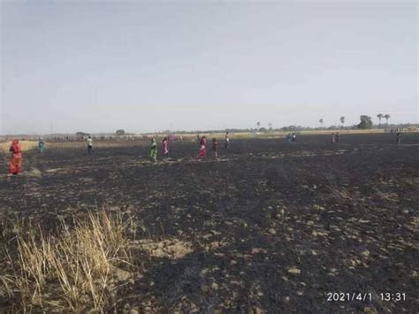 Wheat Crop In 100 Bigha Burnt And Charred To Ash In Bihars Begusarai