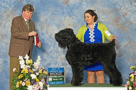 Zolaroza Black Russian Terriers Black Russian Terrier Puppies For