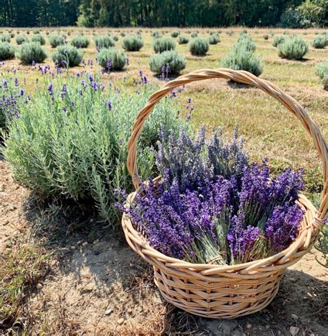 9 Relaxing Lavender Farms In New Jersey