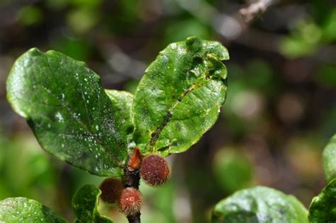 Subspecies Ficus Popenoei Malacocarpa INaturalist