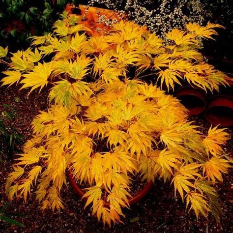 Japanese Maple Varieties Spectacular Trees For Your Garden