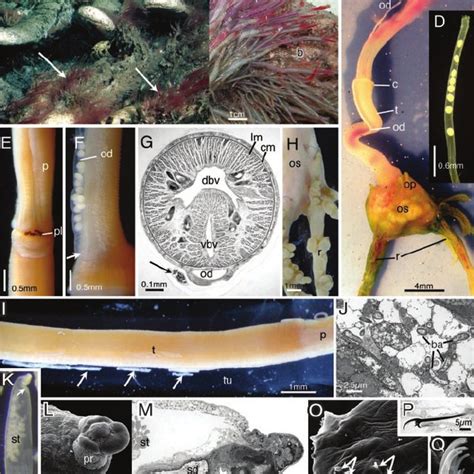 Pdf Osedax Bone Eating Marine Worms With Dwarf Males
