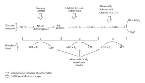 Principal Metabolism Of Aflatoxin B1 Leading To Reactive Metabolites