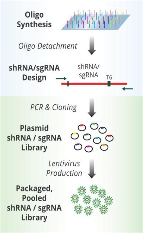 Shrna Screening Nucleus Biotech