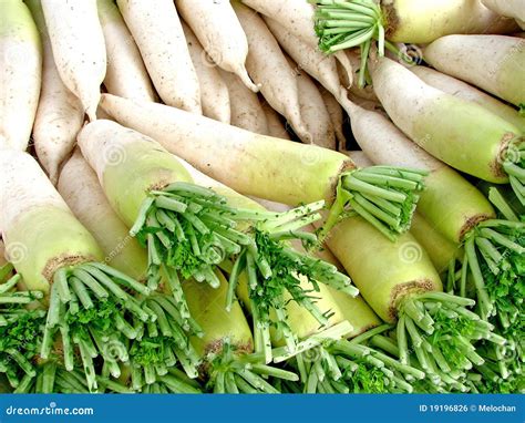 White Chinese Radish Stock Photo Image Of Japan Daikon 19196826