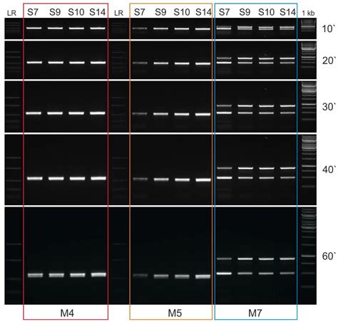 Genes Free Full Text In Silico Analysis Of Seven Pcr Markers