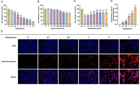 Hyperoside Alleviates Doxorubicin Induced Myocardial Cells Apoptosis By