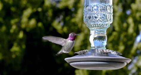 The Ultimate Guide to Hummingbird Feeding – Chirp Nature Center