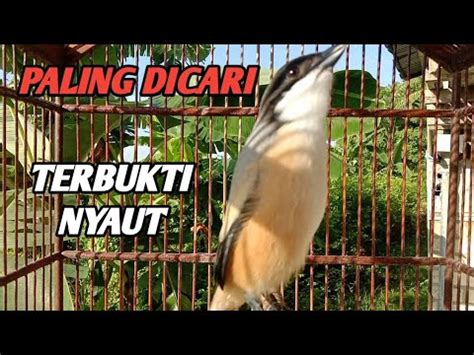 Suara Burung Cendet Gacor Paling Efektif Memancing Cendet Muda Agar