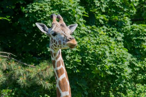 The Buffalo Zoo Offers Sizzling Summer Discounts - Buffalo Zoo