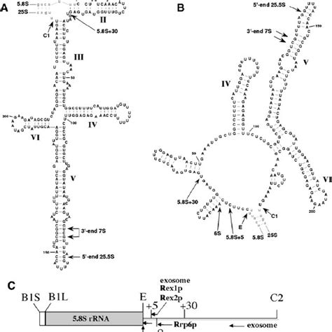 Pre Rrna Processing In Saccharomyces Cerevisiae A Structure Of The