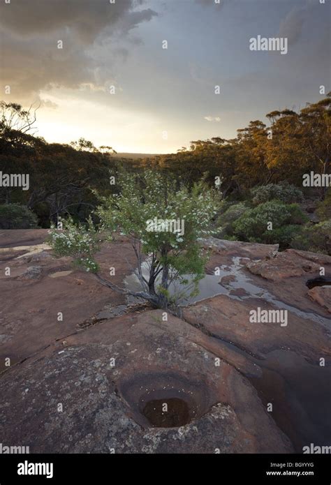 tea tree growing   dry creek bed dharawal state conservation area