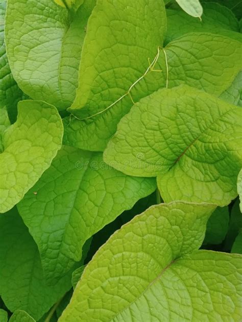 Green Leaf Pattern Wallpaper Stock Photo - Image of produce, fruit ...