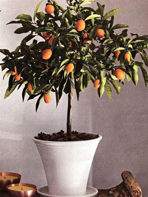 Potted Dwarf Citrus Tree