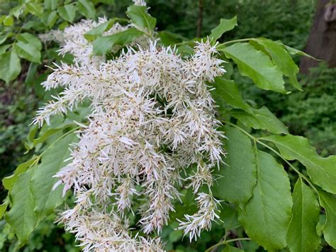 Fraxinus Ornus Fruit