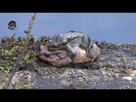 Crapaud Commun Accouplement Hiver Bruitx Youtube