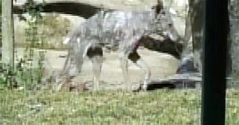 Texas Chupacabra Caught on Camera?