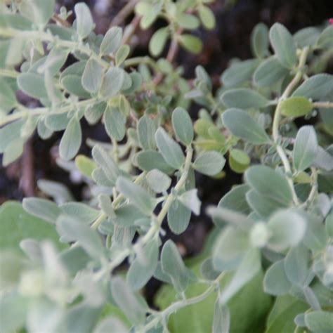 Salvia chamaedryoides (Mexican Blue Sage) | Green Things Nursery