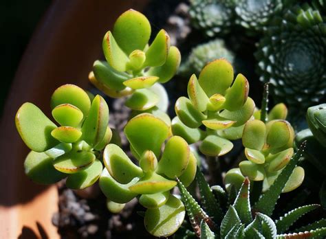 Jade Plant Propagation - How to Plant and Care for Jade Plants