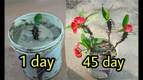 How To Grow Crown Of Thorns From Cuttings Euphorbia Milii Growing Method From Cutting Youtube