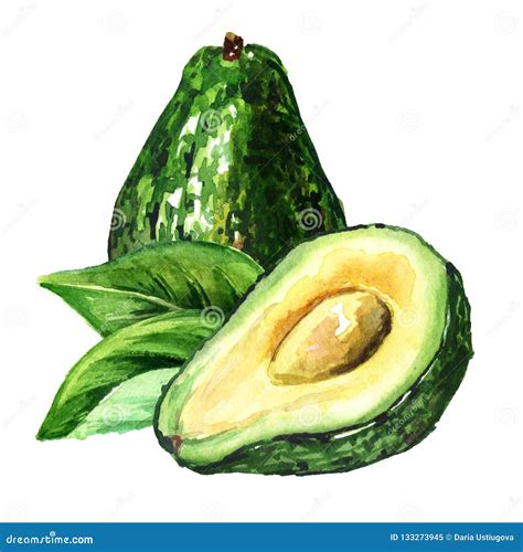 Fresh Ripe Avocado With Leaves Watercolor Hand Drawn Illustration