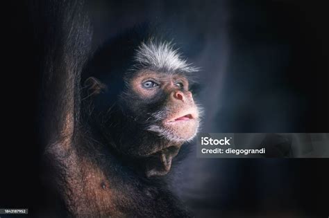 Whitecheeked Spider Monkey Face Stock Photo - Download Image Now - iStock