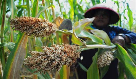 Cara Budidaya Sorgum Paling Lengkap Agar Berbuah Lebat