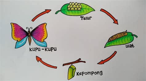 Detail Gambar Siklus Kehidupan Kupu Kupu Koleksi Nomer 6