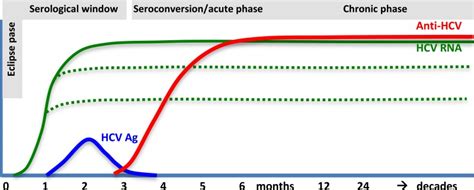 Fig Approximate Time Course For Hcv Virological And Serological