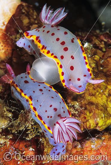 Nudibranchs Species