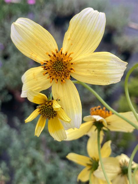 Bidens Hannays Lemon Drop Champion Plants
