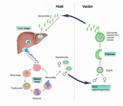 Plasmodium Berghei Life Cycle