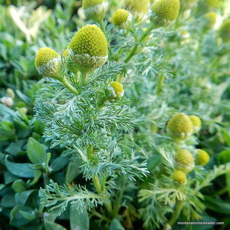 Pineapple Weed Tea