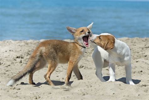 First Dog-Fox Hybrid Has Some Scientists Worried - Men's Journal