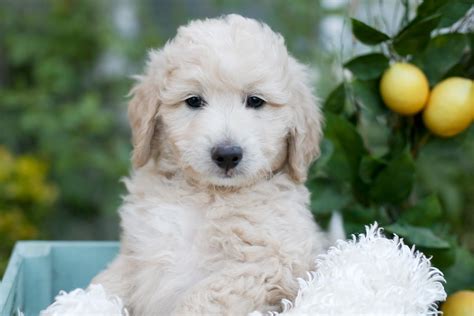 Faithful Doodles Sadie And Neos 7 Week Old F1b Goldendoodles Southern