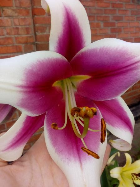 Лилия Friso (Фрисо)🌷 - купить луковицы и клубни в Украине | FLORIUM.UA