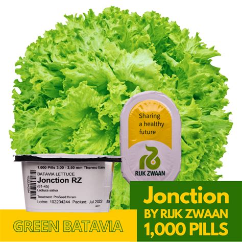 Jonction Green Batavia Lettuce Seeds By Rijk Zwaan 1 000 Pills