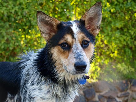 Pepper! Border/heeler mix! | Heeler mix, Heeler, Animals