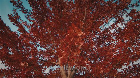 Fall Leaves 5 Worship Backgrounds ProContent