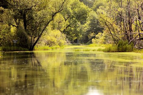 Free Images : okefenokee swamp, georgia, natural landscape, body of