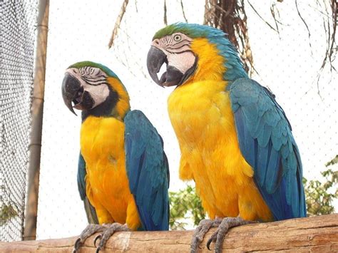 FOTOS DE ANIMAIS SELVAGENS PARA IMPRIMIR