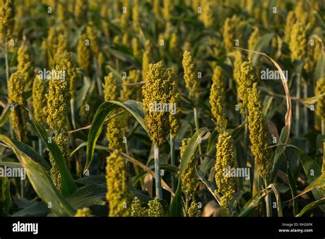 Foxtail Millet Plant Hi Res Stock Photography And Images Alamy